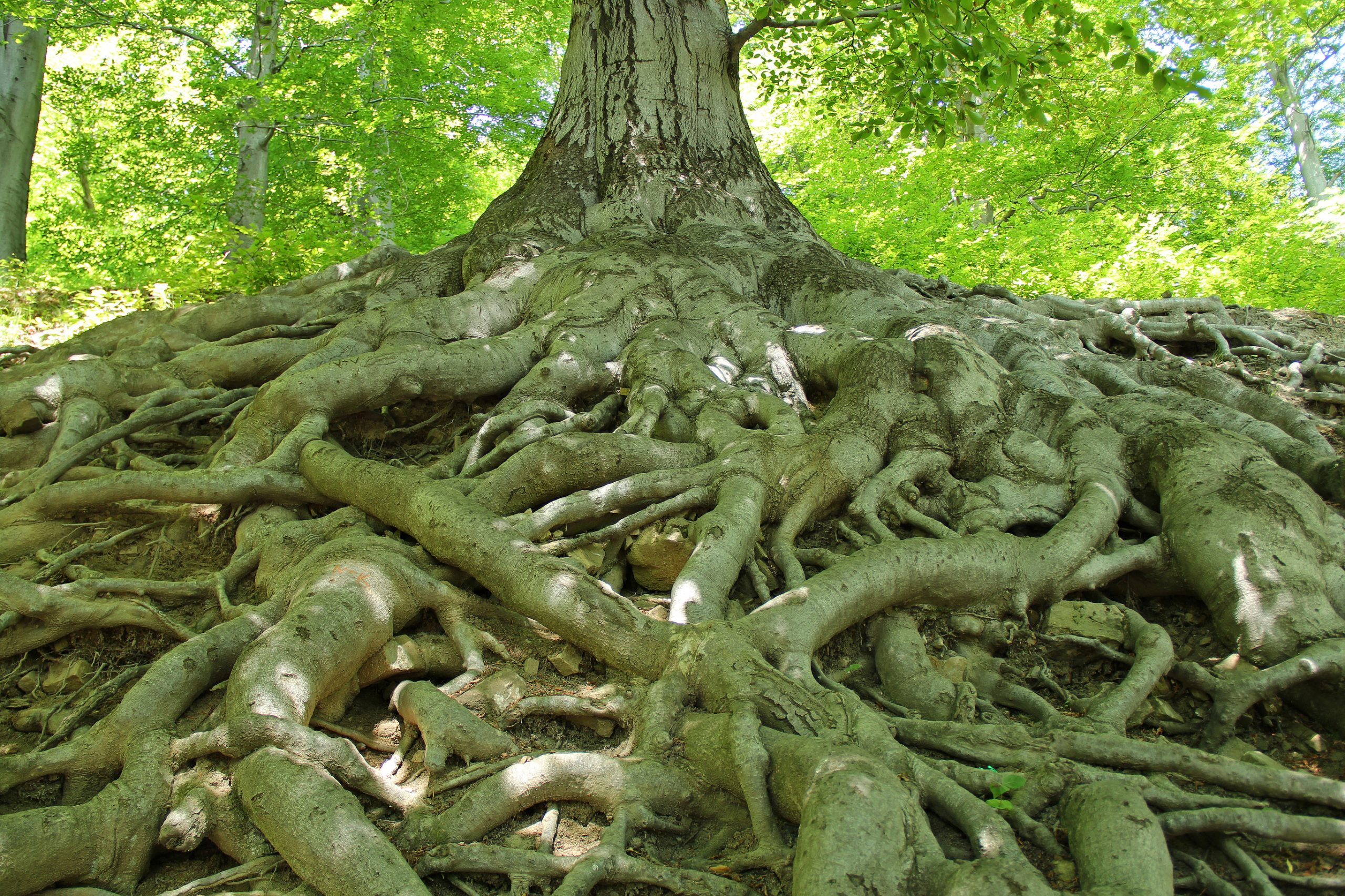 How can we get to the root causes of mental health symptoms ...