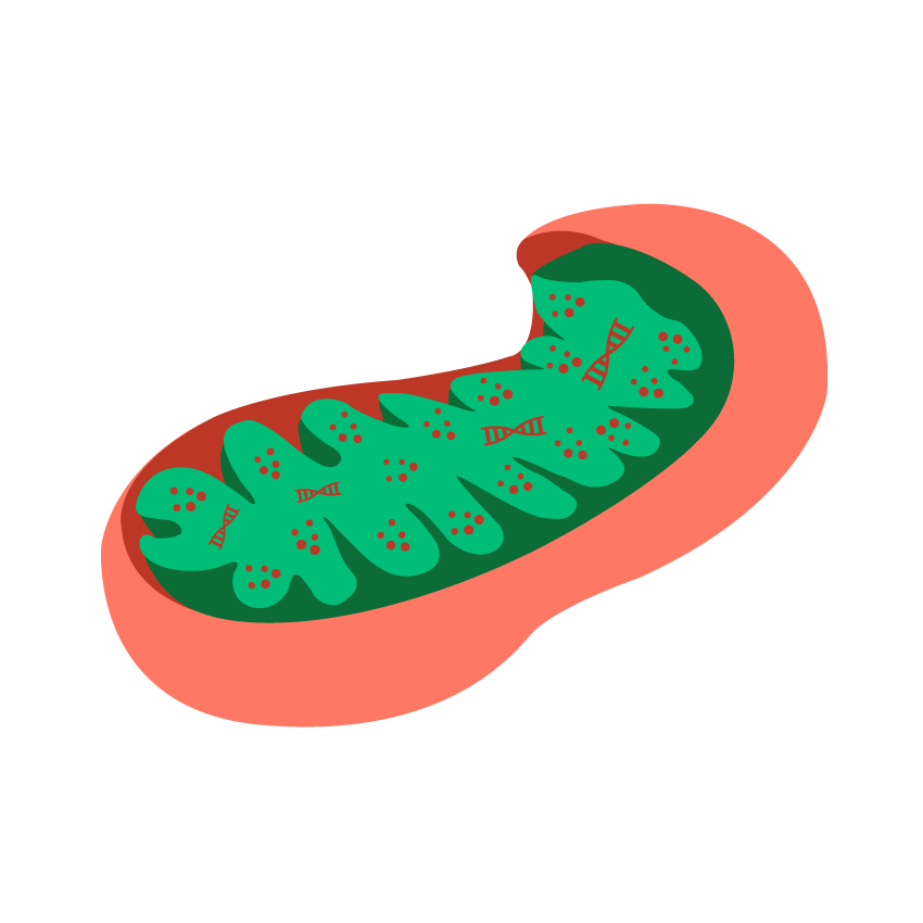 mitochondria